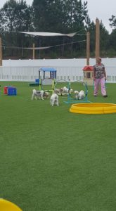 The Pet Doctor Doggie Daycare & Boarding Facility