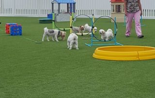 The Pet Doctor Doggie Daycare & Boarding Facility