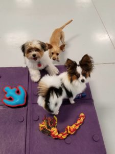 The Pet Doctor Doggie Daycare & Boarding Facility