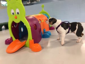 The Pet Doctor Doggie Daycare & Boarding Facility