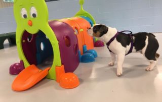 The Pet Doctor Doggie Daycare & Boarding Facility