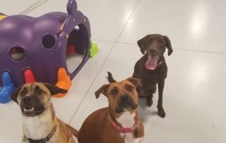 The Pet Doctor Doggie Daycare & Boarding Facility