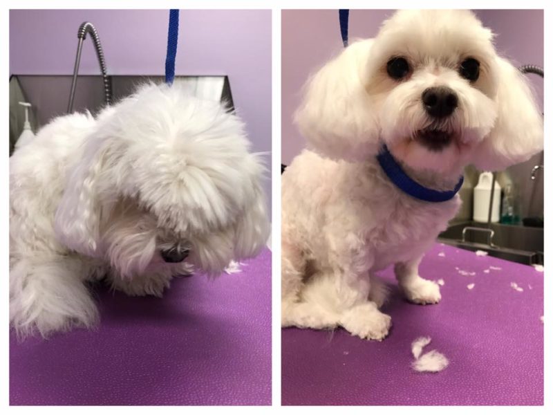 Grooming & Spa Services The Pet Doctor