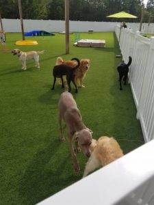 The Pet Doctor Doggie Daycare & Boarding Facility