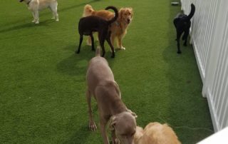 The Pet Doctor Doggie Daycare & Boarding Facility