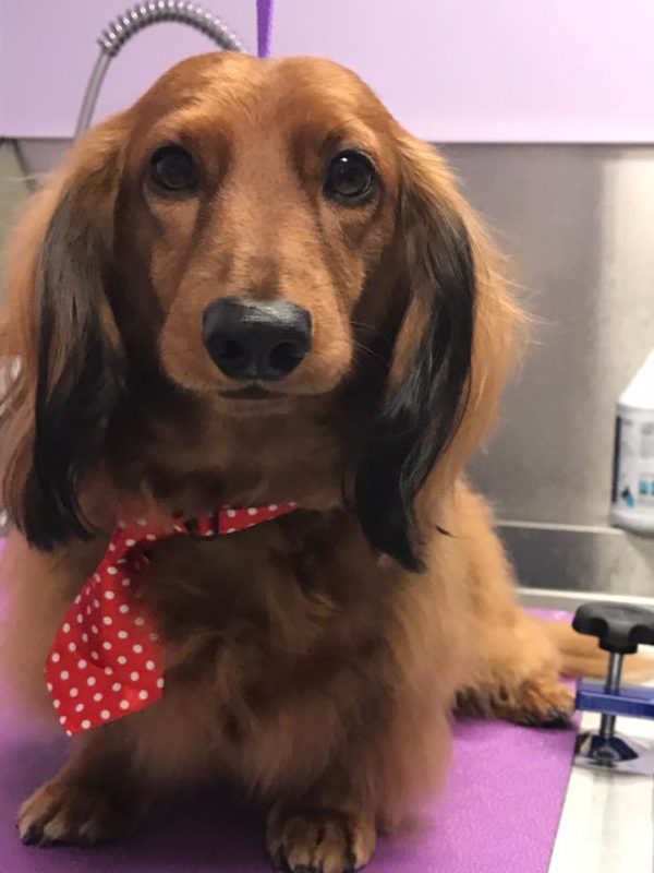 Grooming & Spa Services The Pet Doctor