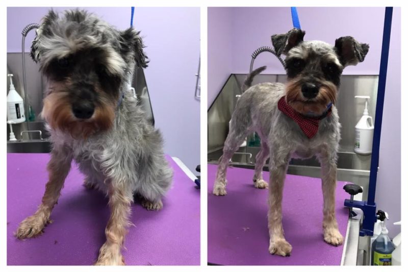 Grooming & Spa Services The Pet Doctor