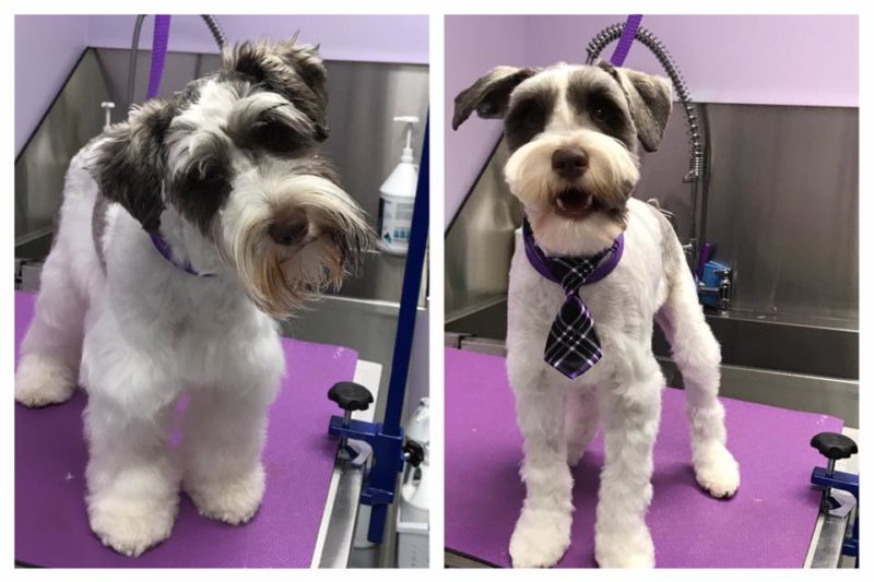 Grooming & Spa Services The Pet Doctor