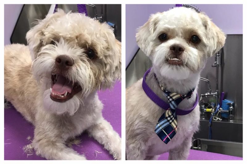 Grooming & Spa Services The Pet Doctor