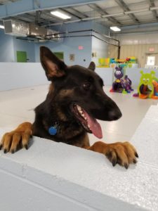 The Pet Doctor Doggie Daycare & Boarding Facility