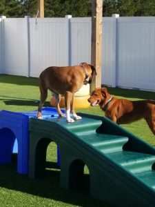 The Pet Doctor Doggie Daycare & Boarding Facility