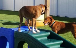 The Pet Doctor Doggie Daycare & Boarding Facility