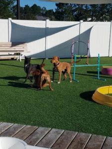 The Pet Doctor Doggie Daycare & Boarding Facility
