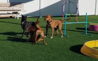 The Pet Doctor Doggie Daycare & Boarding Facility