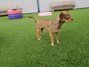 The Pet Doctor Doggie Daycare & Boarding Facility
