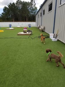 The Pet Doctor Doggie Daycare & Boarding Facility