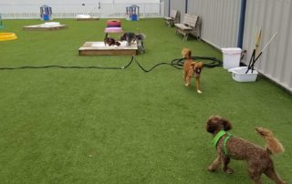 The Pet Doctor Doggie Daycare & Boarding Facility