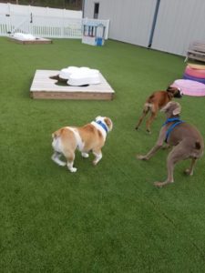 The Pet Doctor Doggie Daycare & Boarding Facility