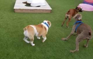 The Pet Doctor Doggie Daycare & Boarding Facility