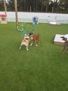 The Pet Doctor Doggie Daycare & Boarding Facility