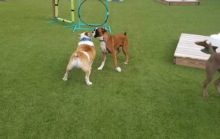 The Pet Doctor Doggie Daycare & Boarding Facility