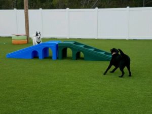 The Pet Doctor Doggie Daycare & Boarding Facility