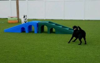 The Pet Doctor Doggie Daycare & Boarding Facility