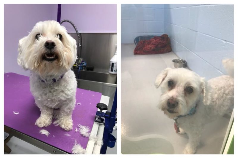 Grooming & Spa Services The Pet Doctor