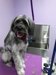 The Pet Doctor Grooming & Spa Services