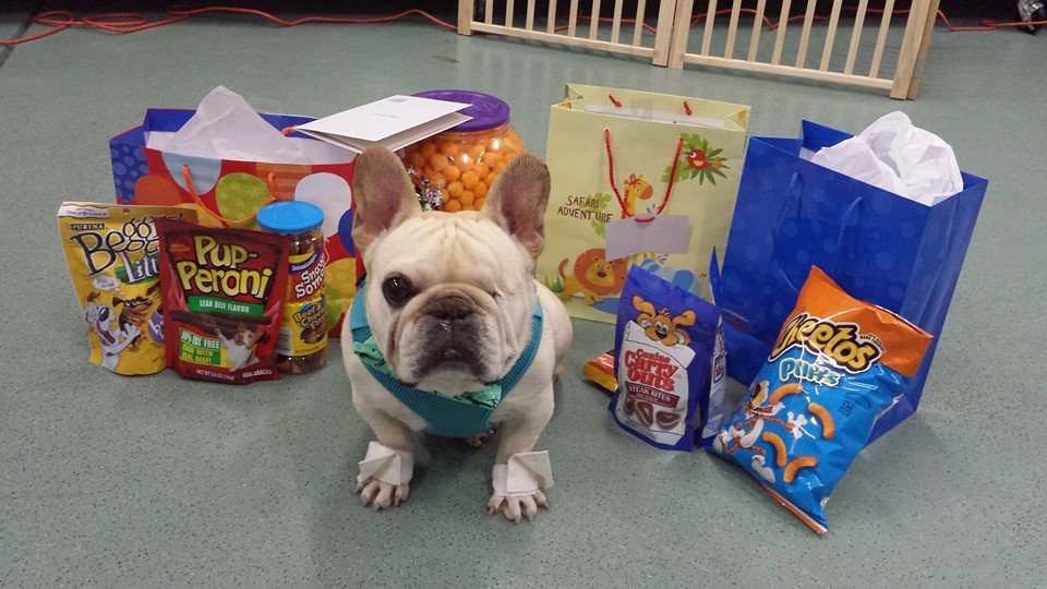 Frederick’s Birthday The Pet Doctor Doggie Daycare & Boarding Facility
