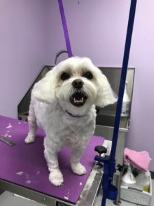 The Pet Doctor Grooming & Spa Services