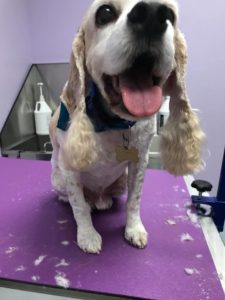 The Pet Doctor Grooming & Spa Services