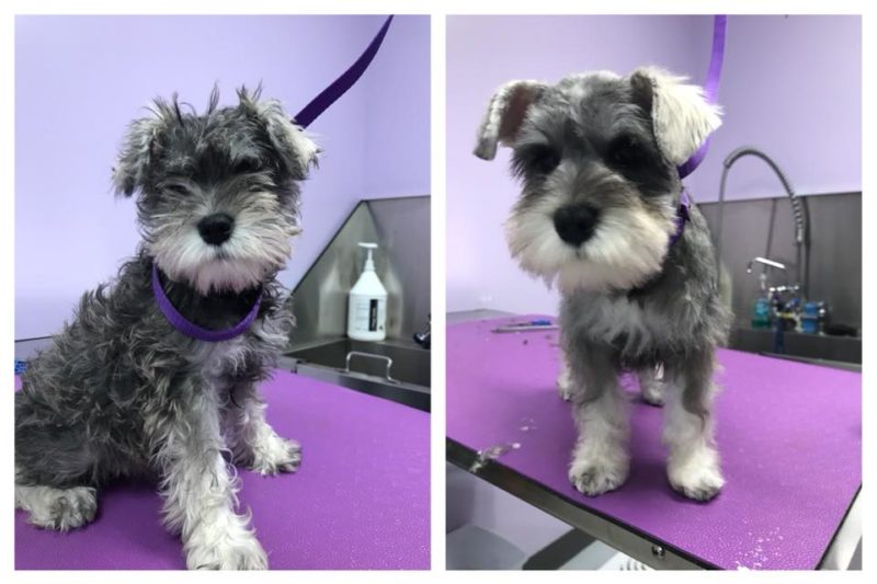 Grooming & Spa Services The Pet Doctor