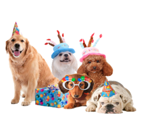 Pet Birthday Party