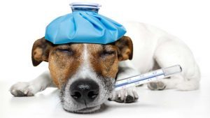 Canine Influenza and the Bivalent Vaccine