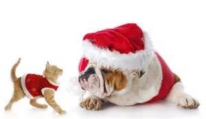 Pets as Christmas Gifts