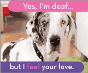 Deaf Dog Awareness Week