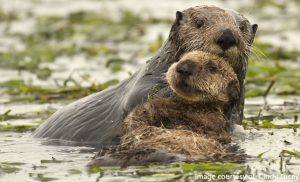 Sea Otter Week