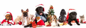 Holiday Food & Pets