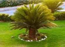 Sago Palm Toxicity with Pets