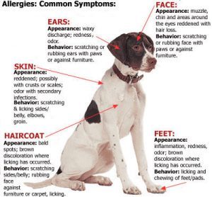 Pet Allergies