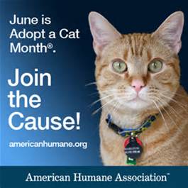 American Humane Association Cat Adoption