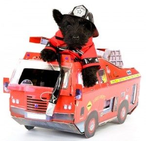 Fire Safety and Your Pet