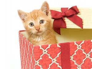 Holiday Gifts for Pets