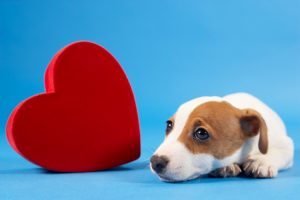 heart-and-dog- Congestive Heart Failure in Dogs