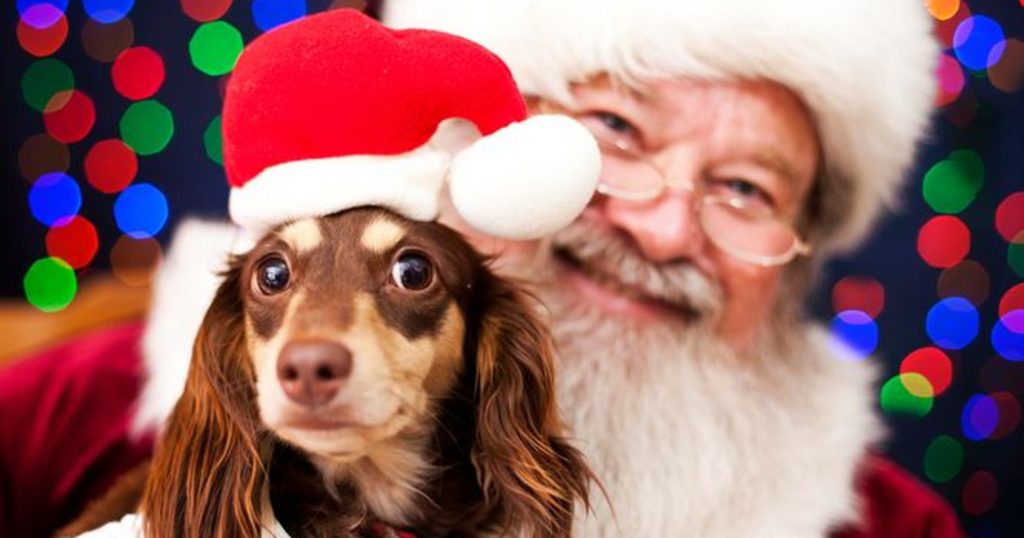 Pet Santa Pictures Pictures with Santa