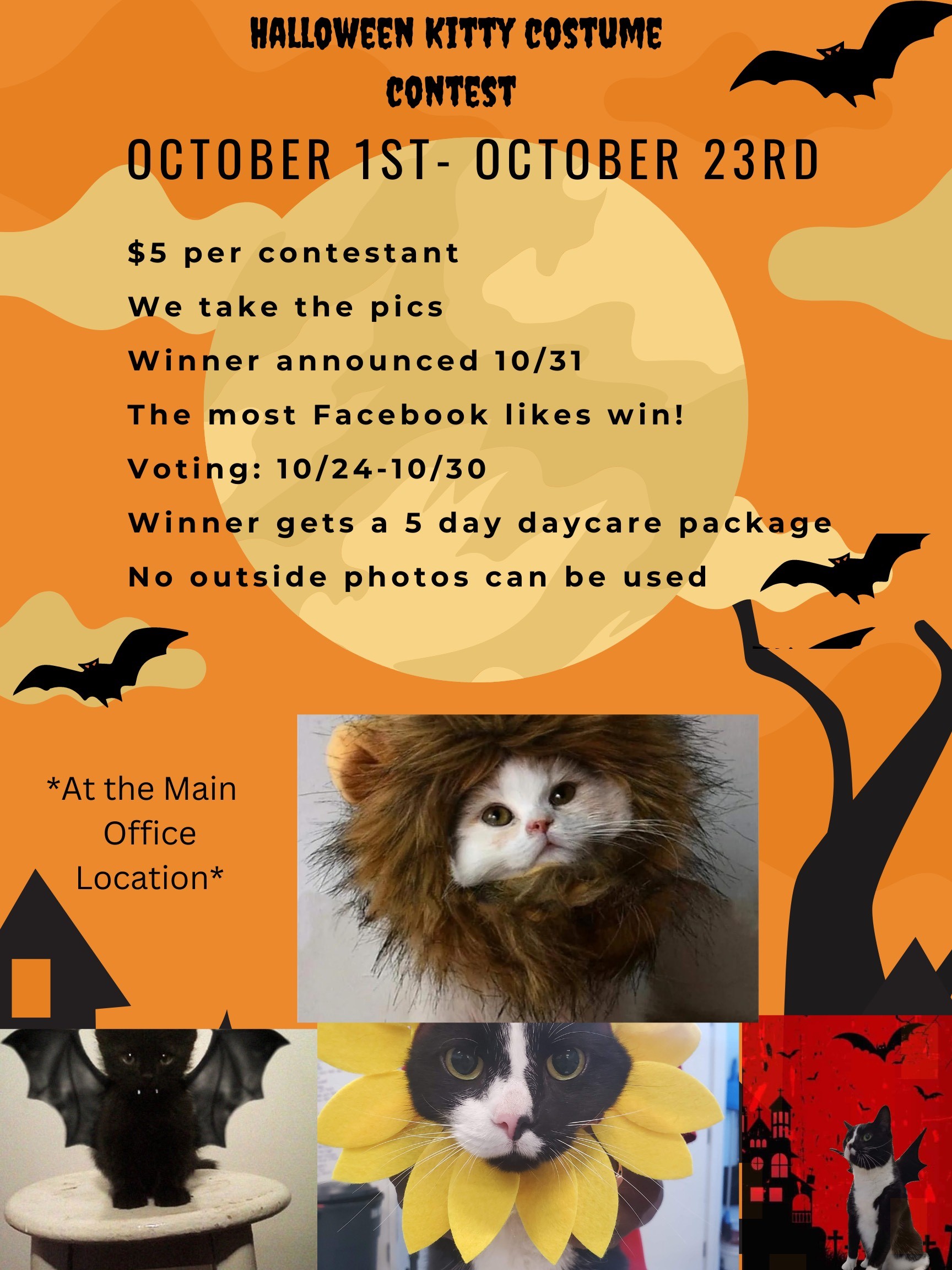 Halloween Kitty Costume Contest 2022